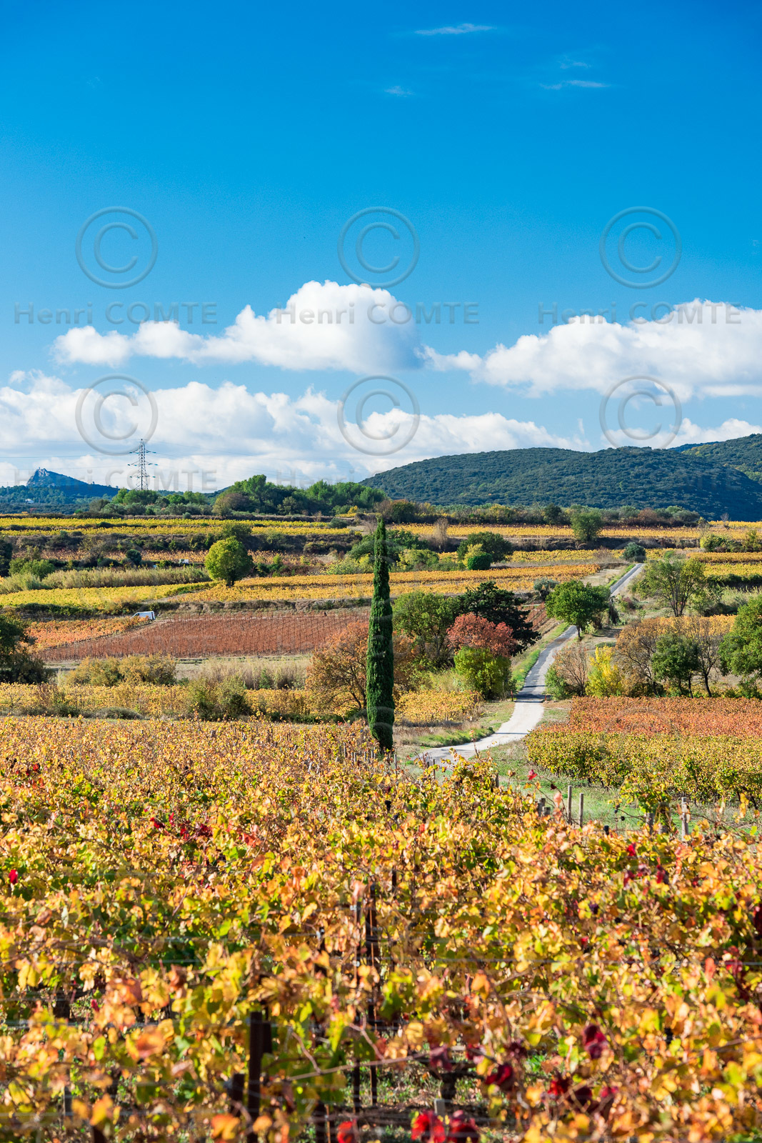 Vignoble St Saturnin