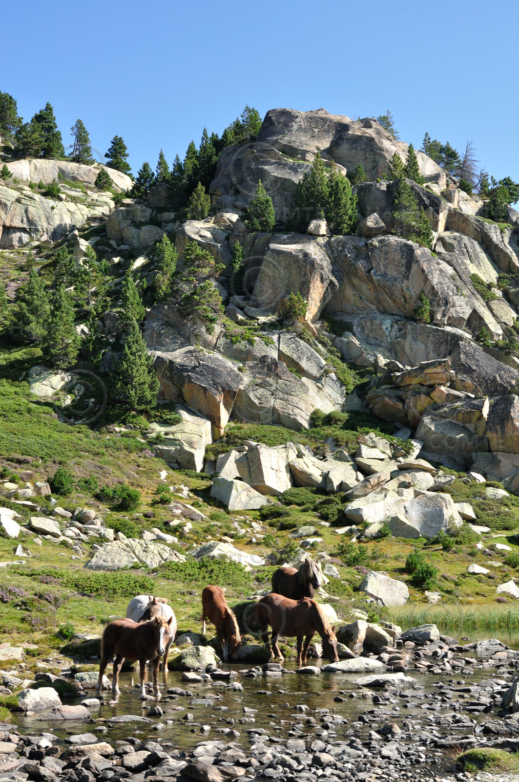 Chevaux - Carlit