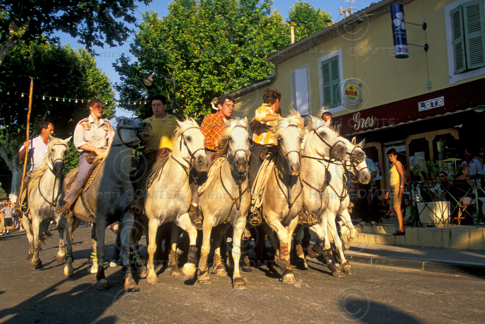 Bouvine en camargue