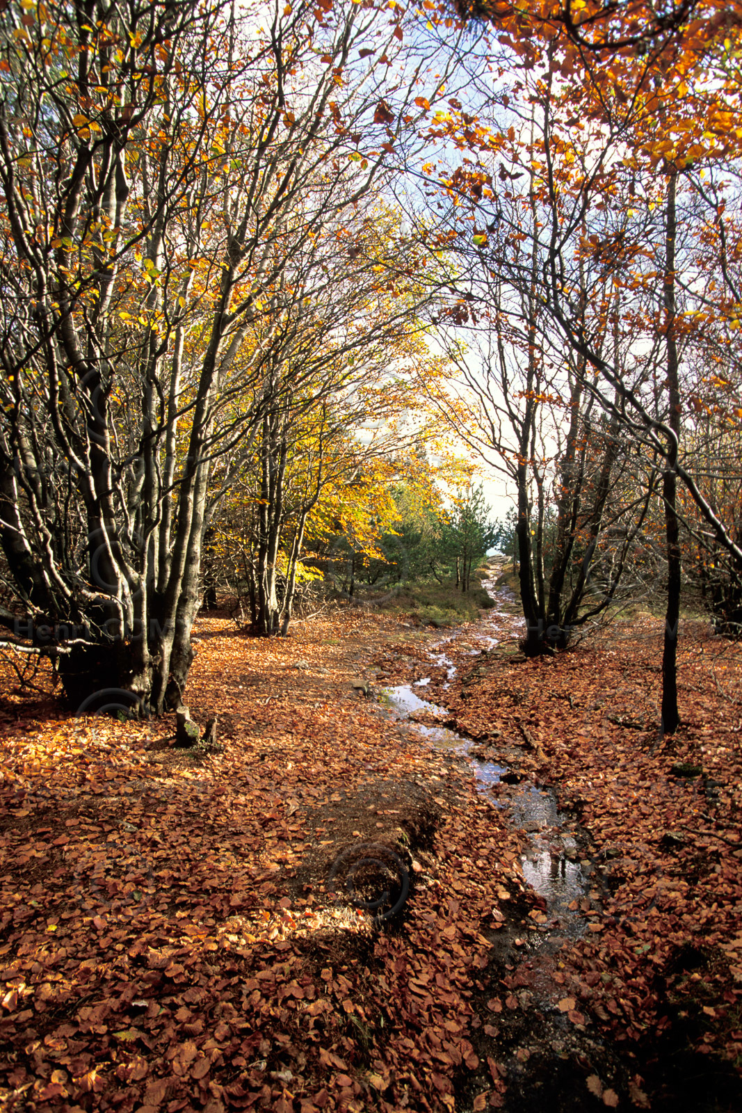 Le Caroux