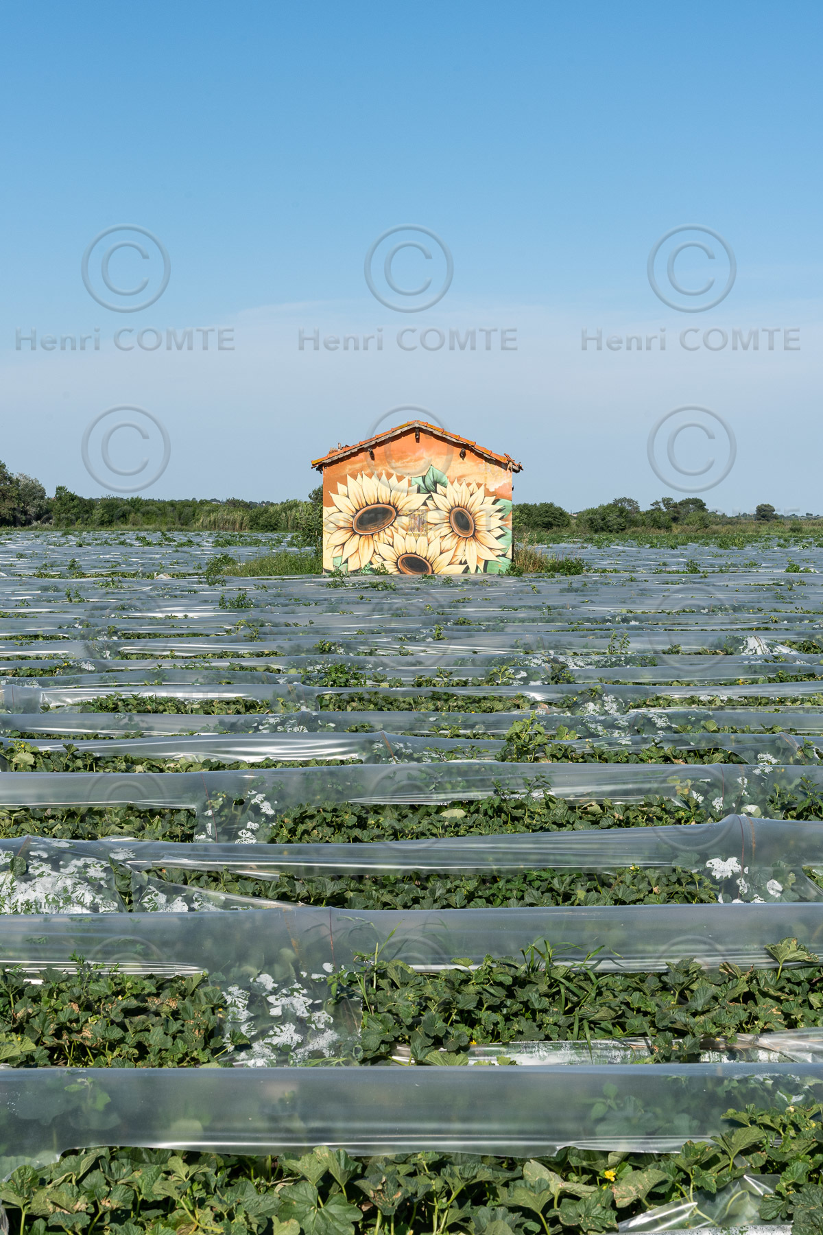 Champs de melons