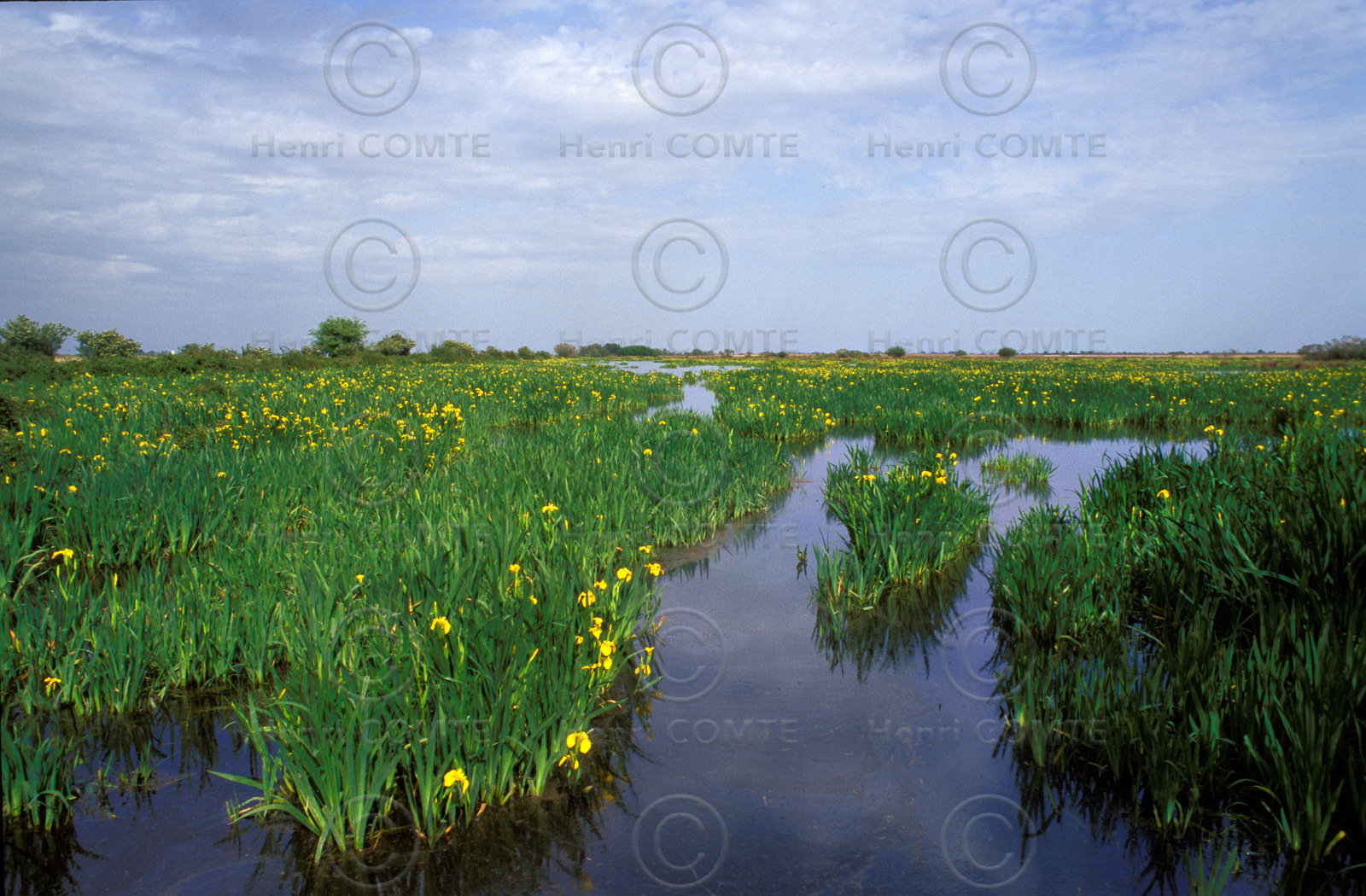 Camargue