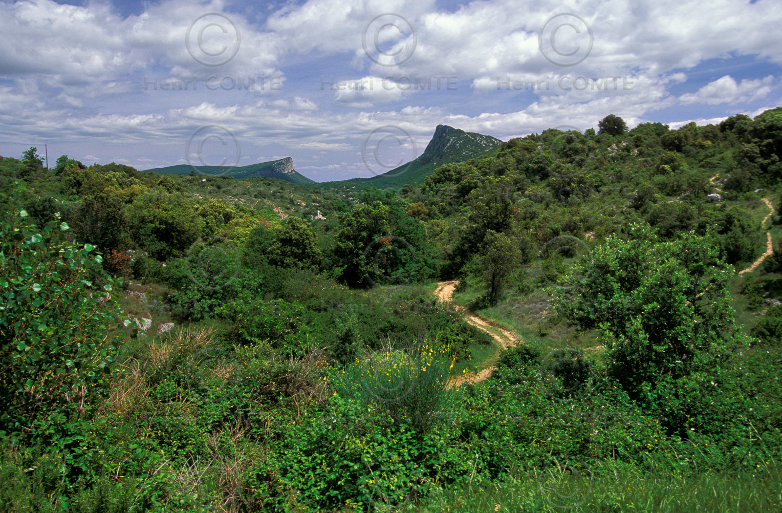 Pic Saint Loup