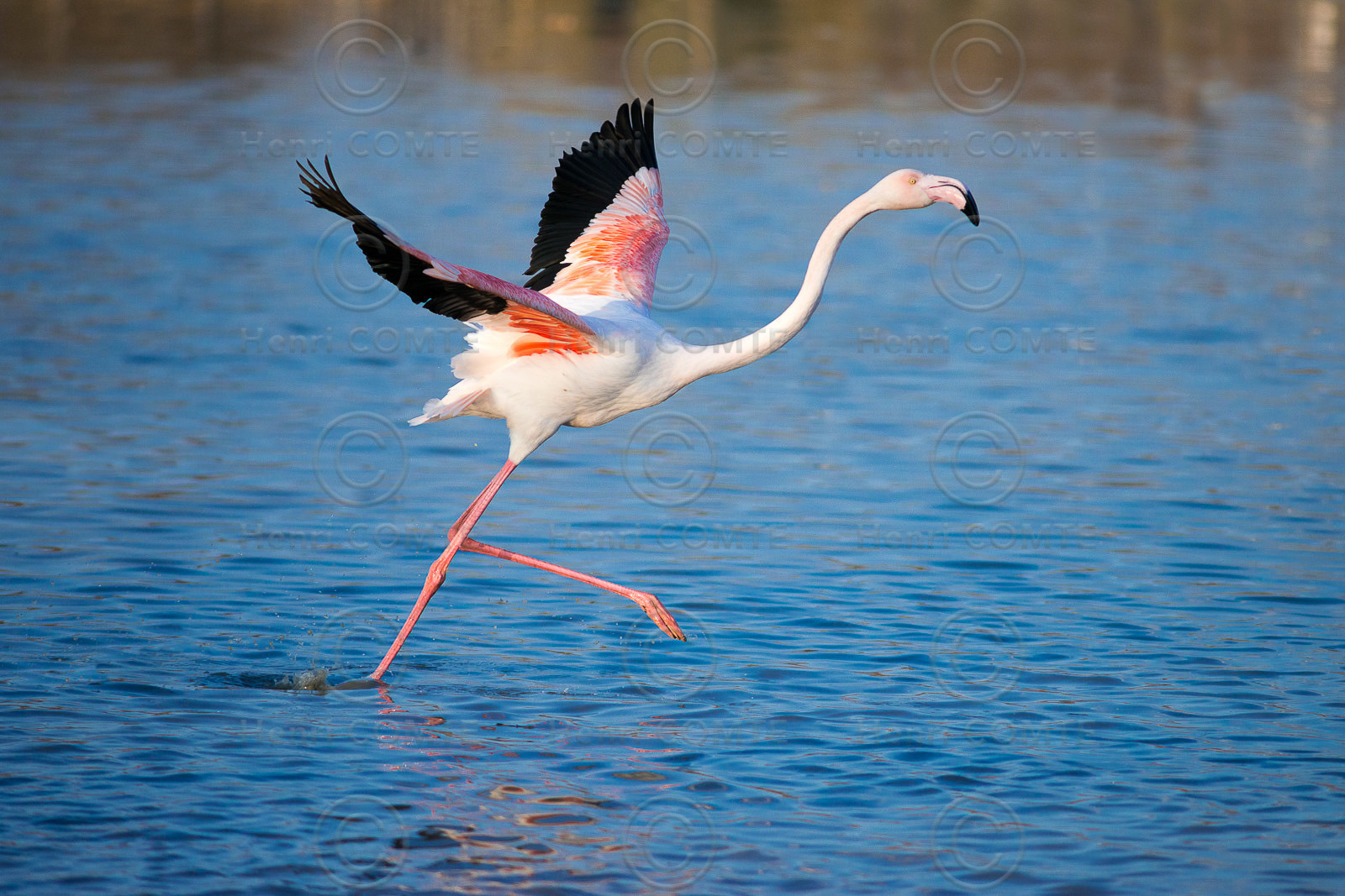 Flamant rose