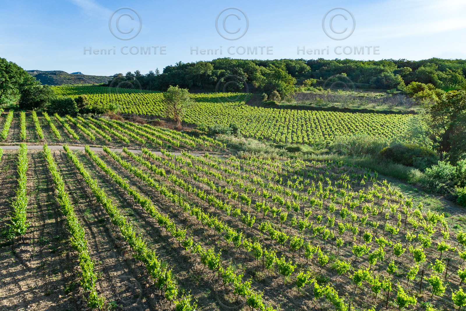 Vignoble Pezenas
