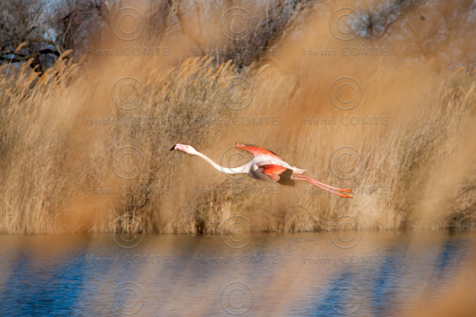 Flamants roses