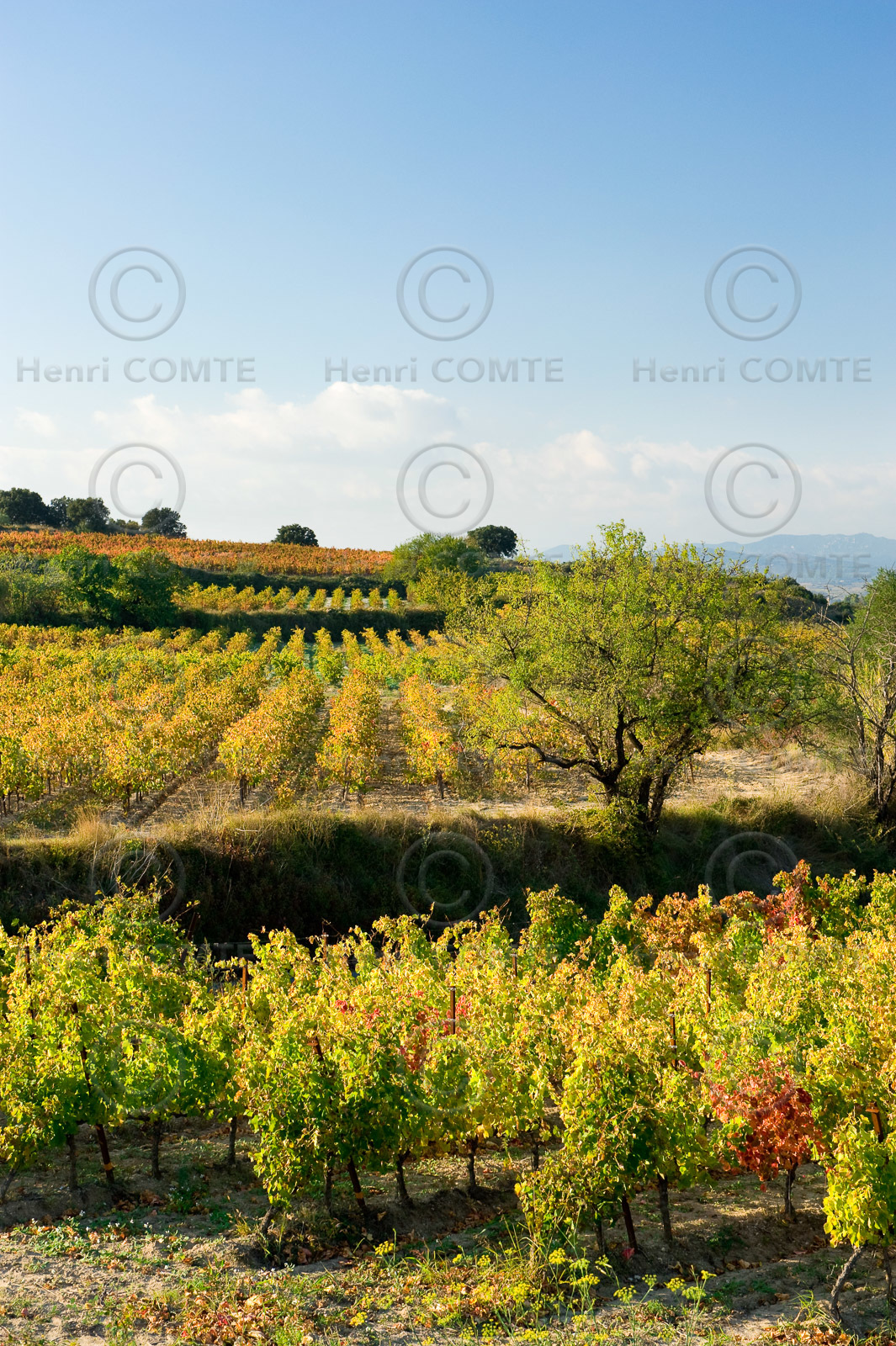 Vignes du Pays de Thau