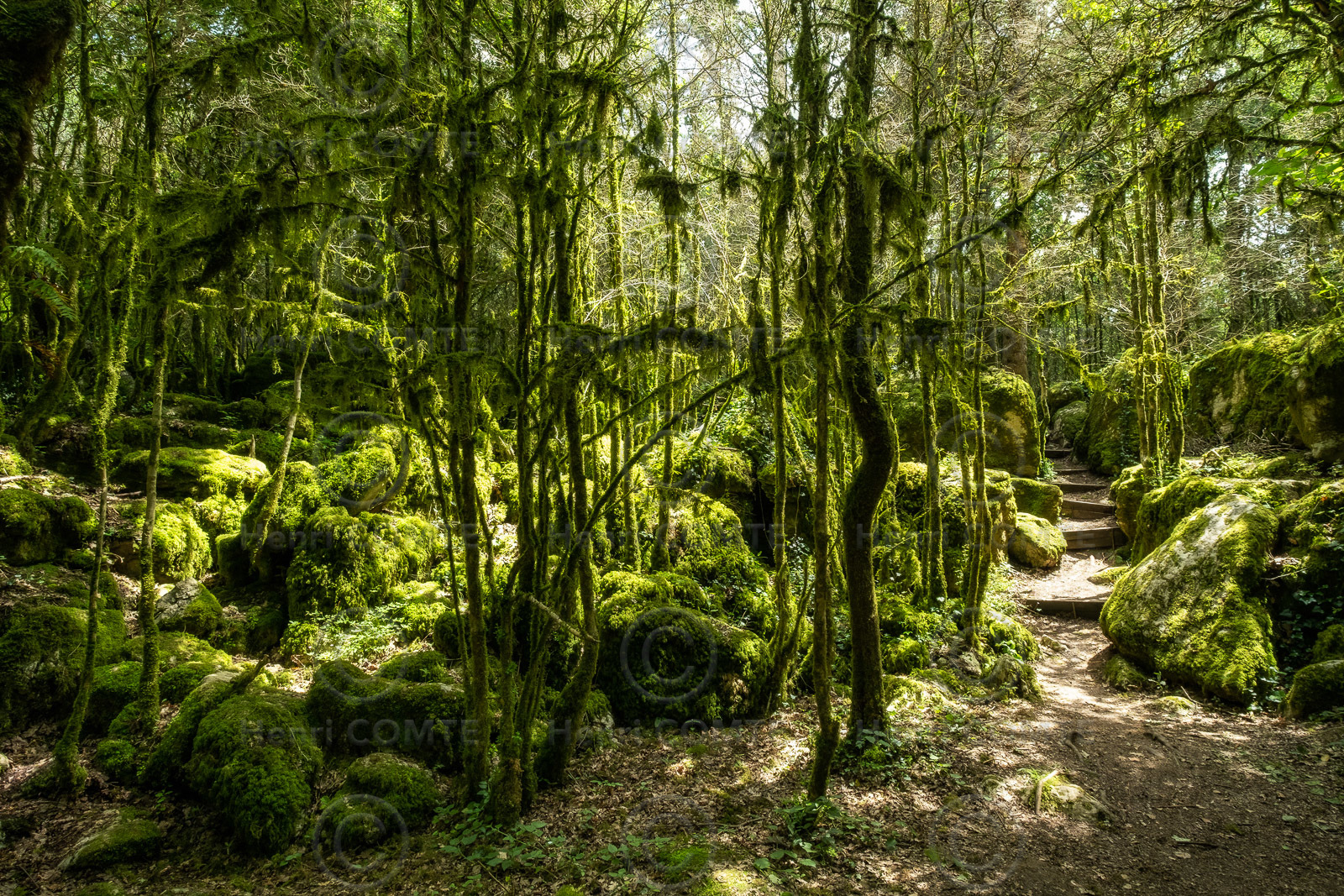 Foret de Nebias