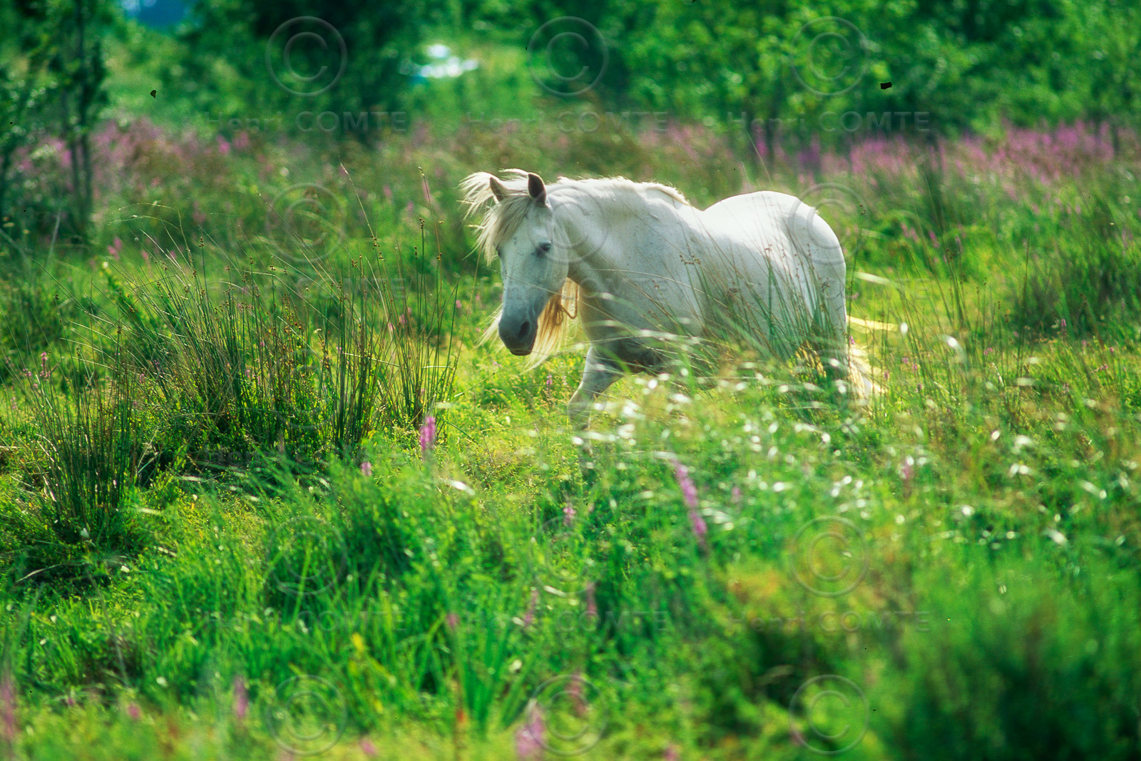 Camarguais