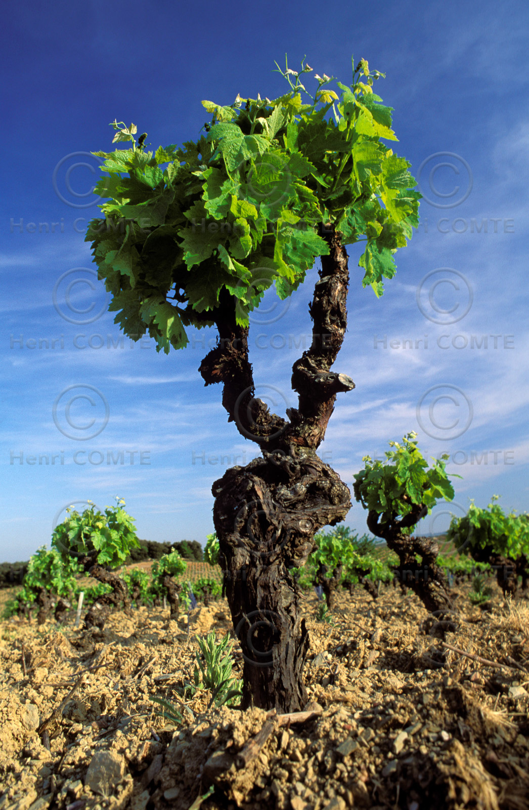 Pied de vigne