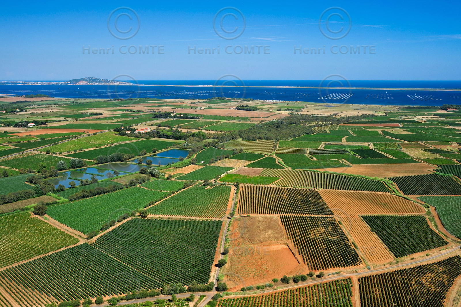 Vignoble Pays de Thau