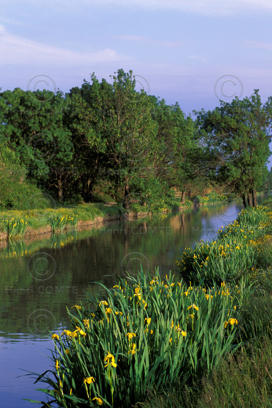 Petite camargue