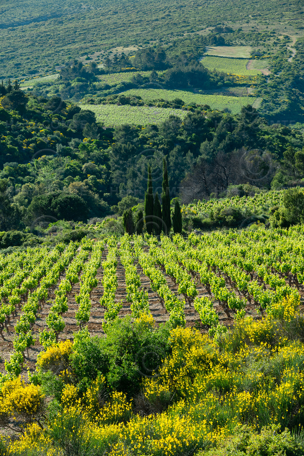 Minervois