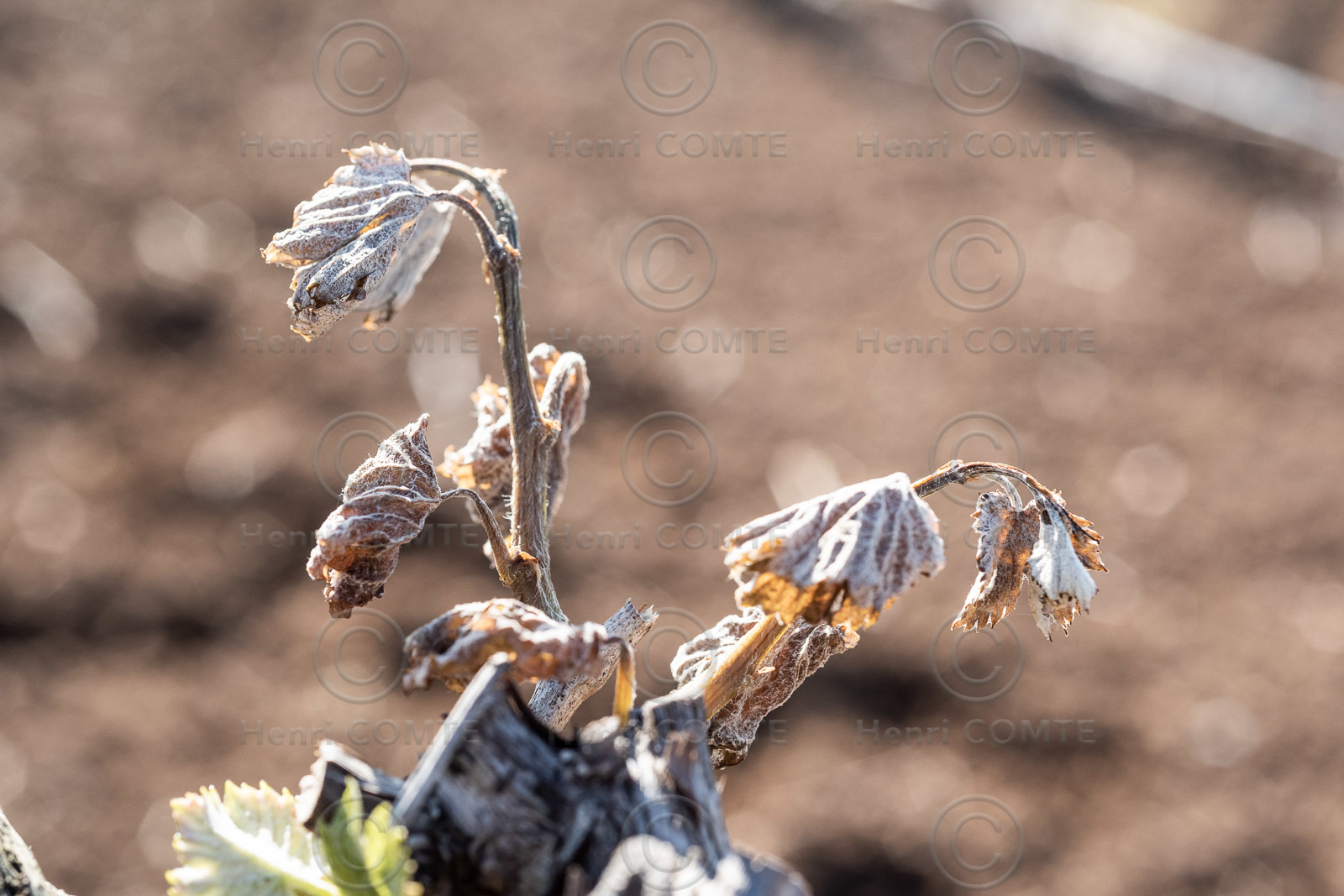 Gel et vignes