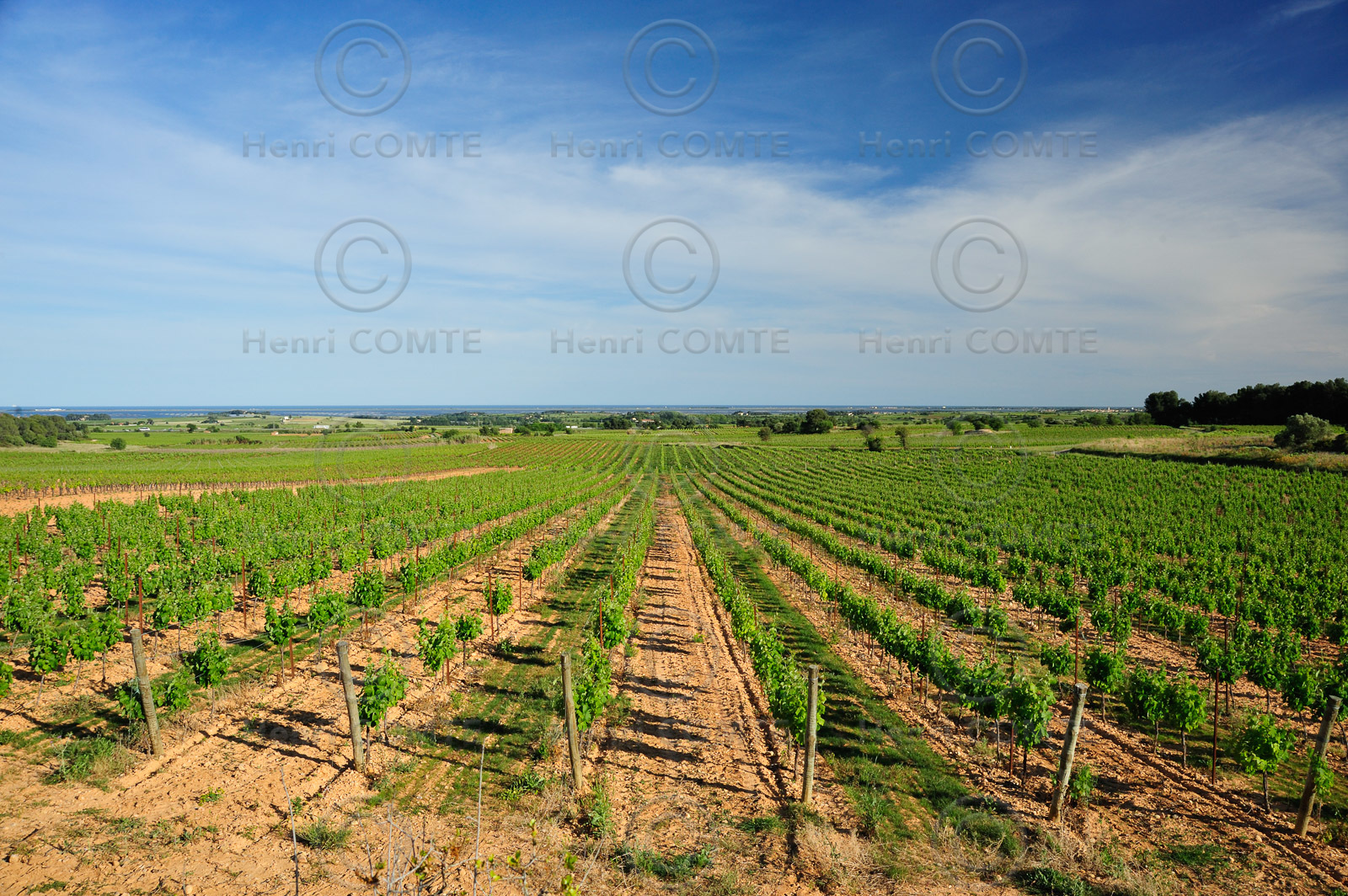 Vignoble Pays de Thau